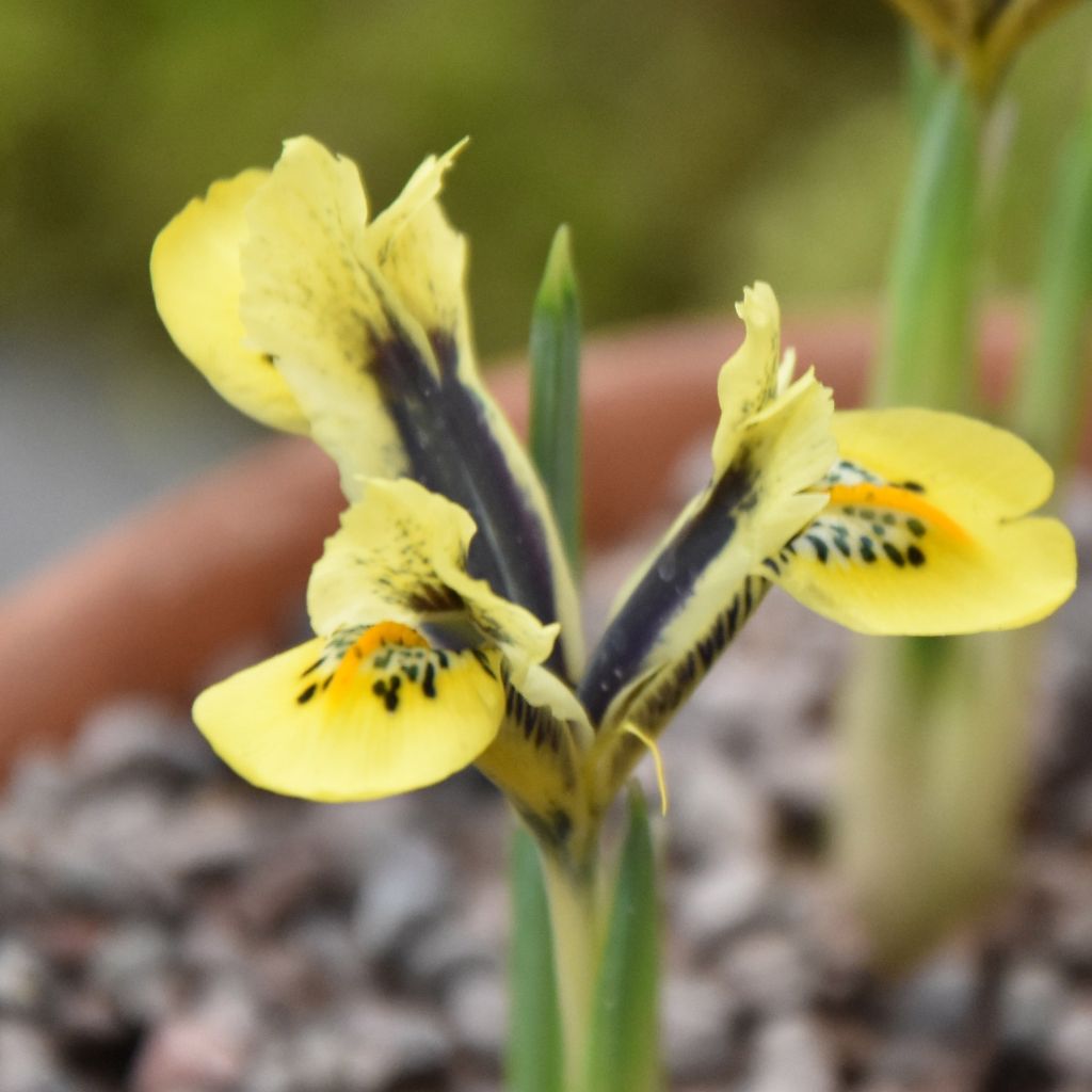 Iris reticulata Orange Glow - Iris réticulé