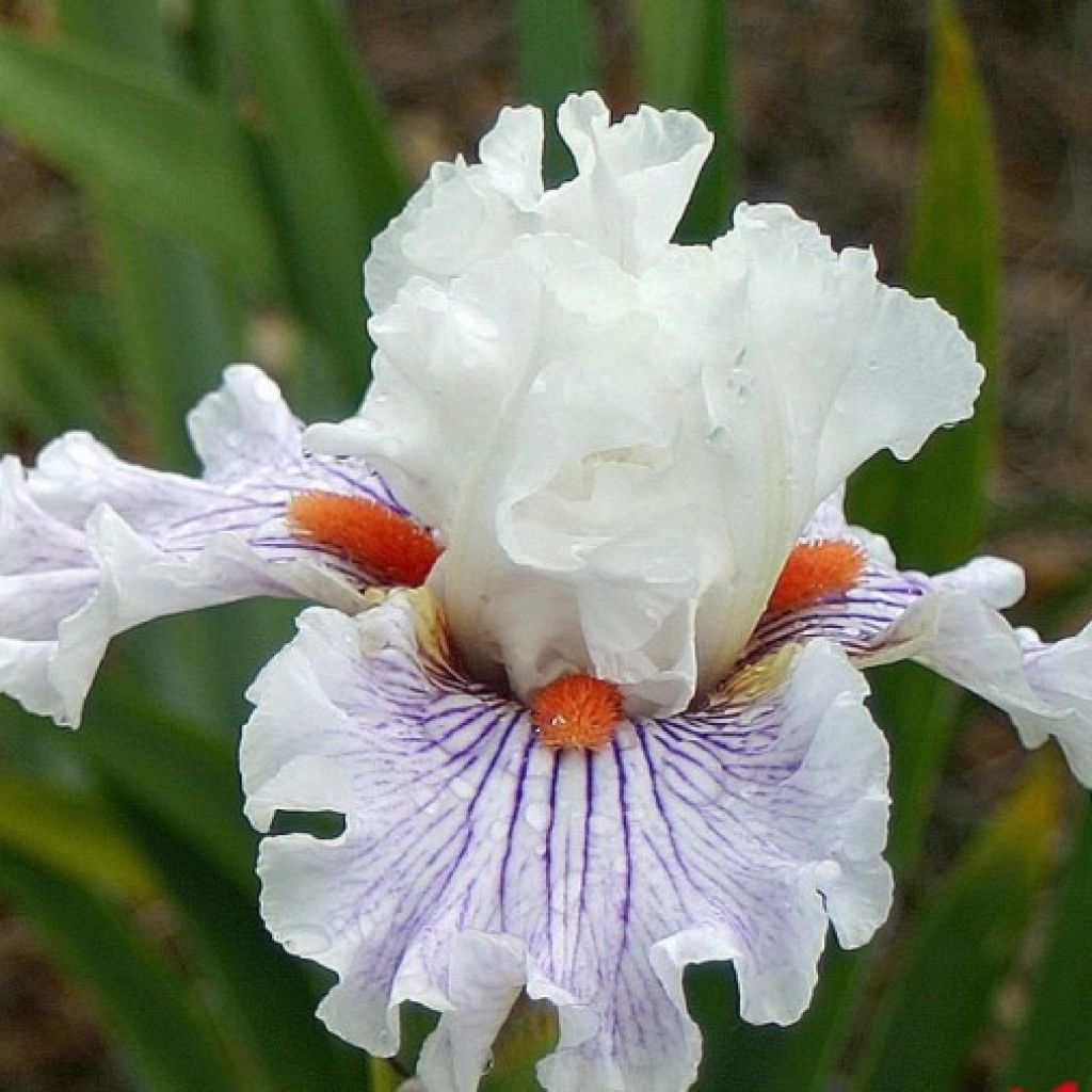 Iris germanica Hysteria - Iris des Jardins
