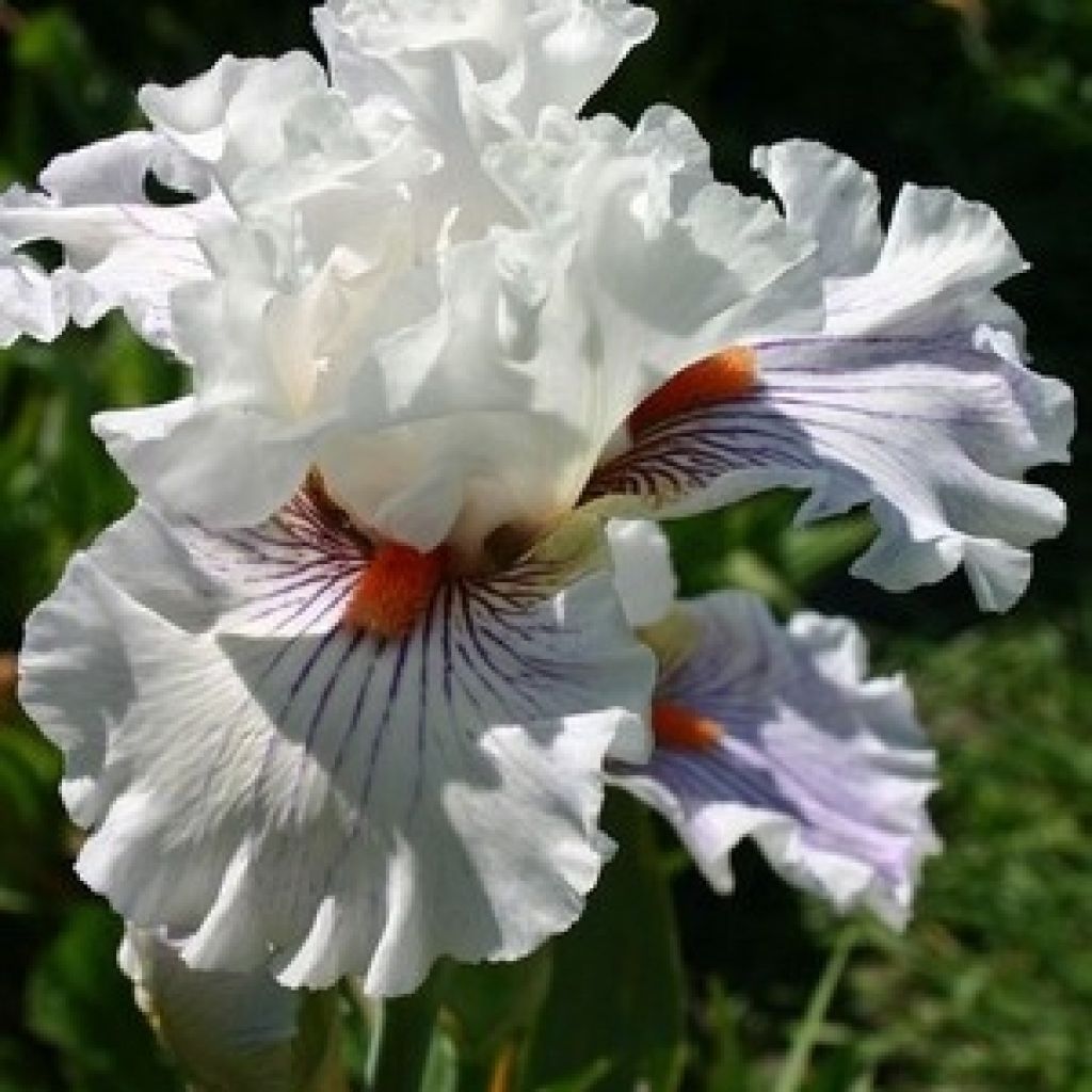 Iris germanica Hysteria - Iris des Jardins