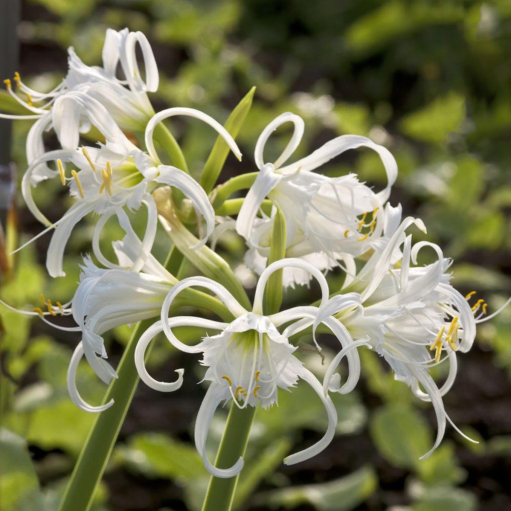 Ismene festalis Blanche - Hymenocallis, Lis araignée blanc.