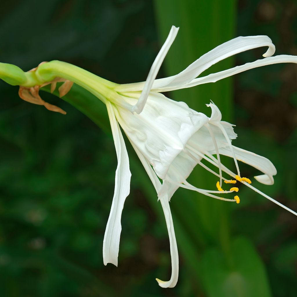 Ismene festalis Blanche - Hymenocallis, Lis araignée blanc.