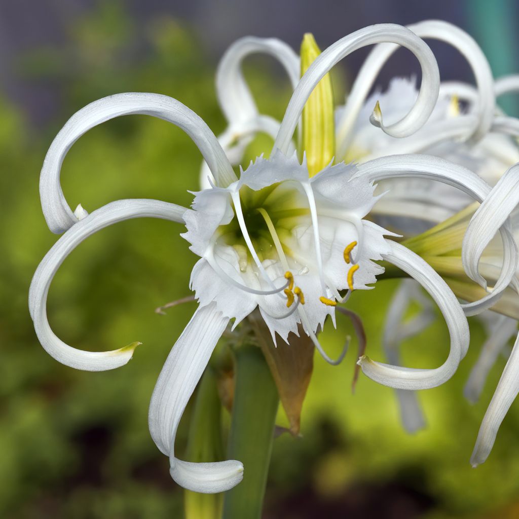 Ismene festalis Blanche - Hymenocallis, Lis araignée blanc.