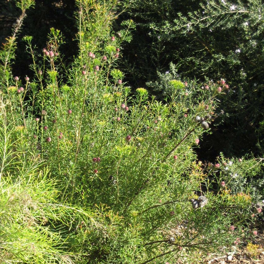 Isopogon formosus