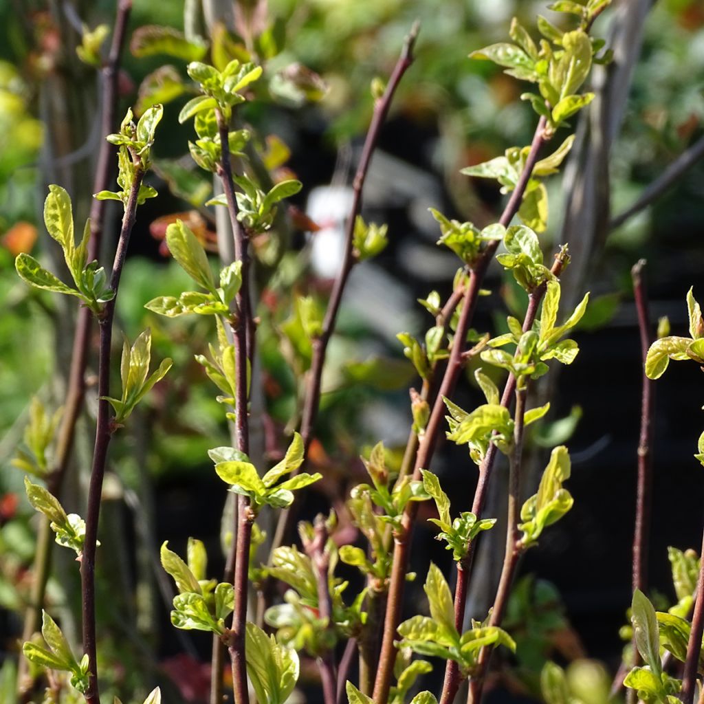 Itea virginica Henry's Garnet - Itea de Virginie