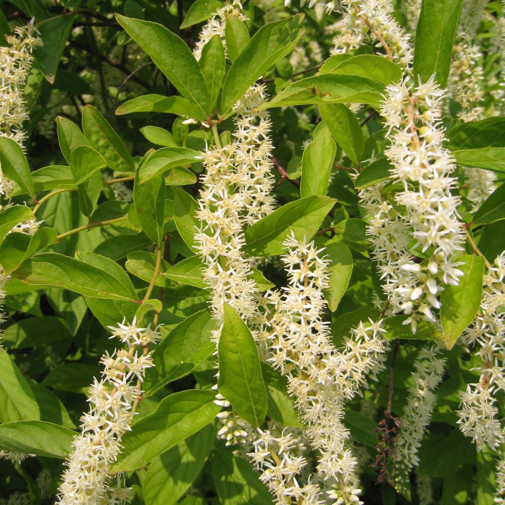 Itea virginica Little Henry - Itéa de Virginie