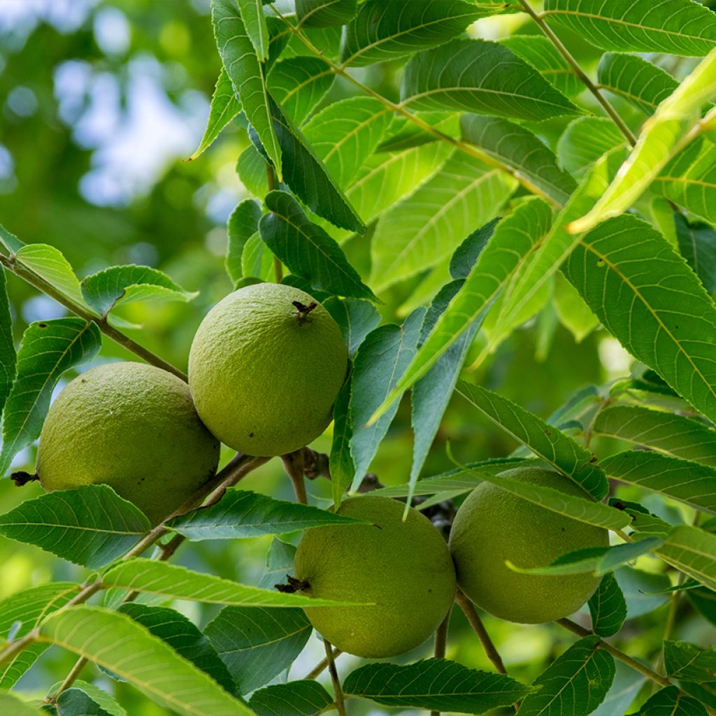 Juglans nigra - Noyer noir