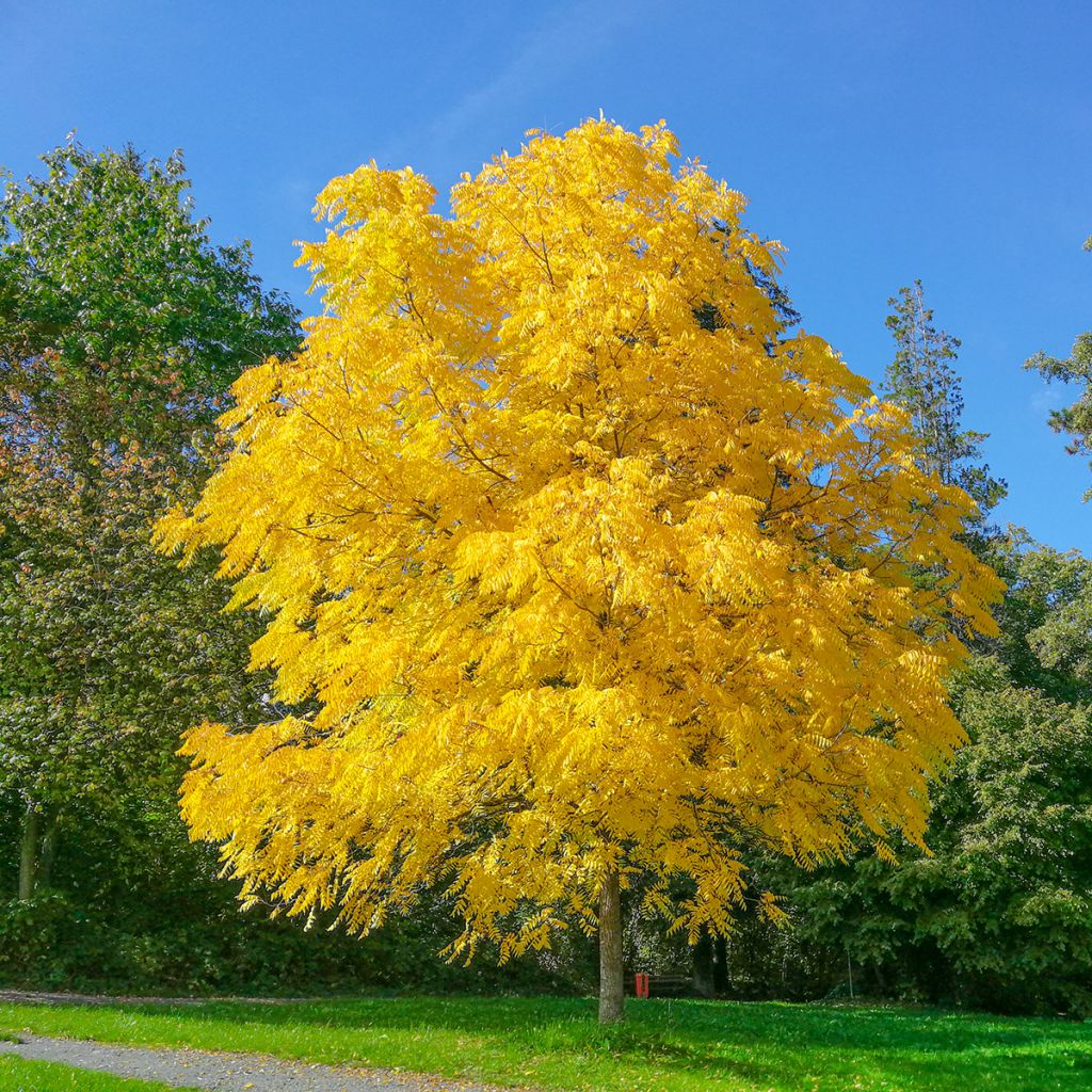 Juglans nigra - Noyer noir