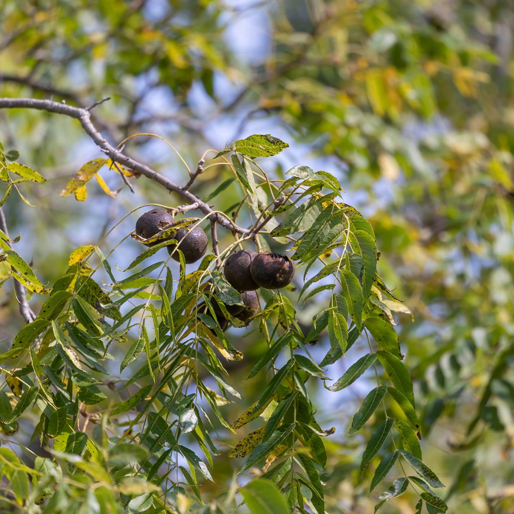 Juglans nigra - Noyer noir