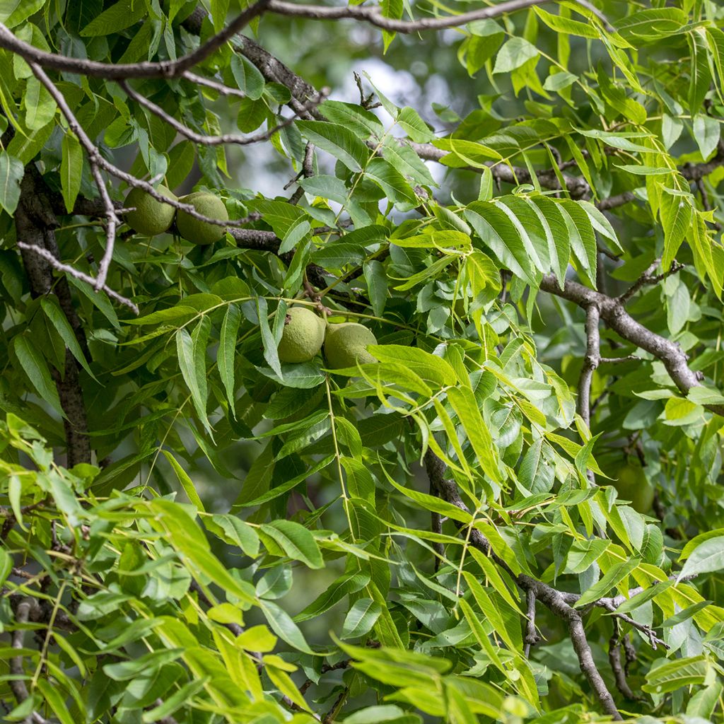 Juglans nigra - Noyer noir