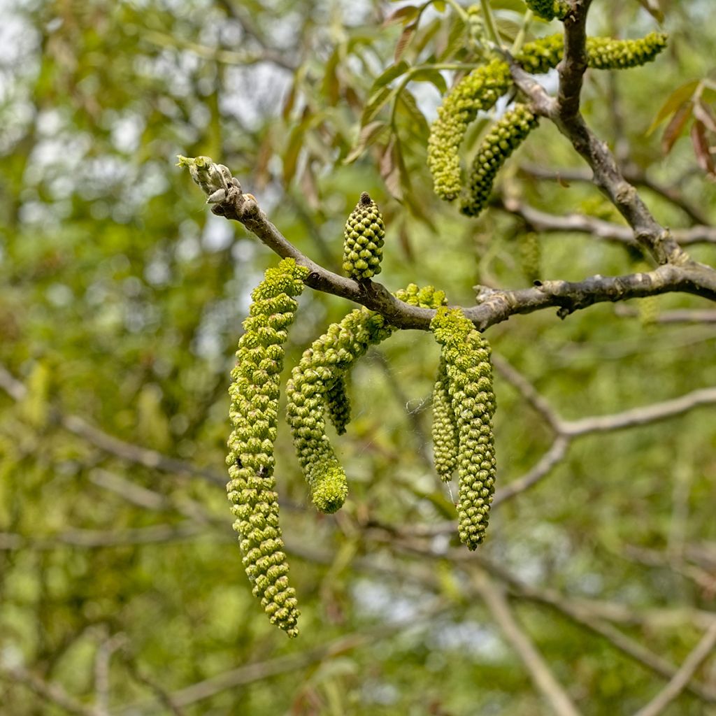 Juglans nigra - Noyer noir