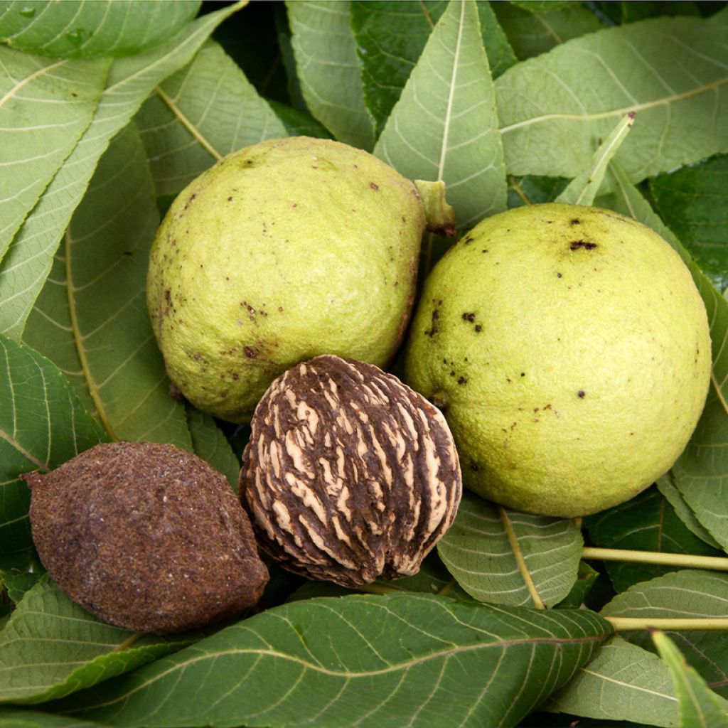 Juglans nigra - Noyer noir