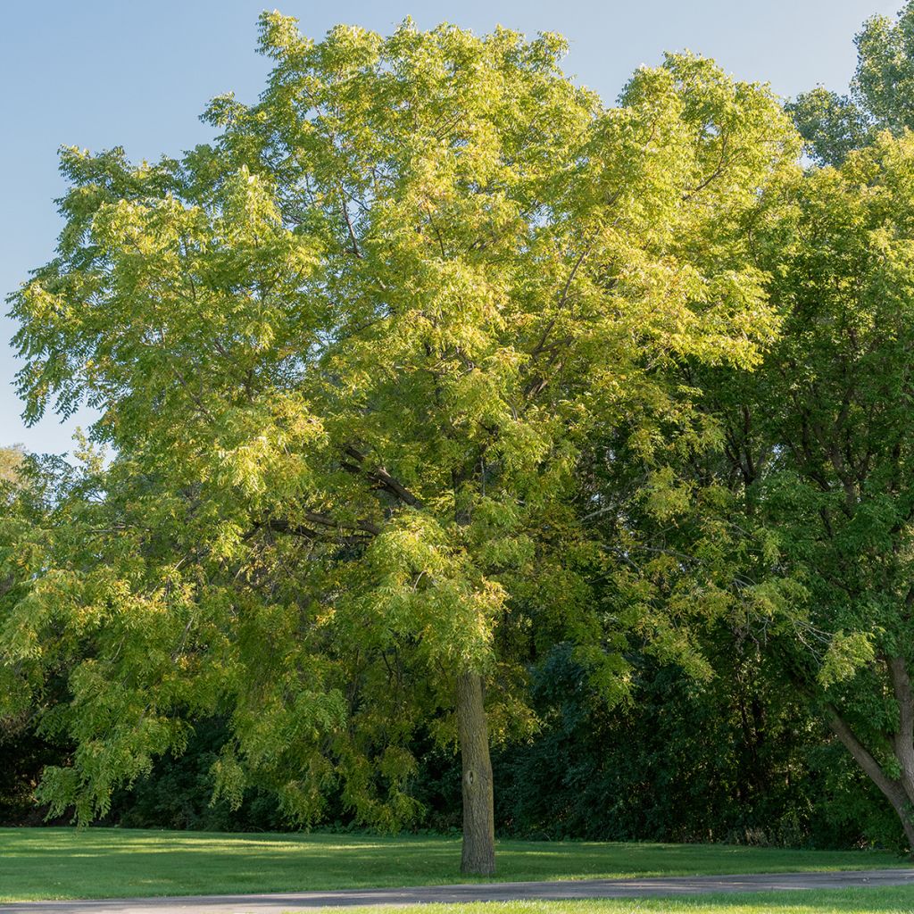 Juglans nigra - Noyer noir