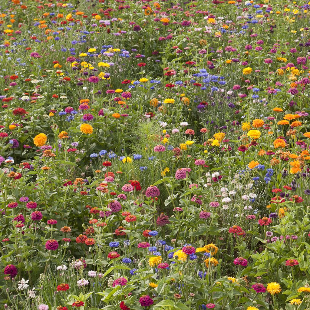 Jachère de fleurs courtes Belle France 