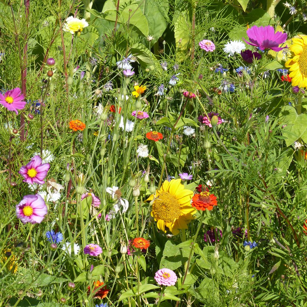 Jachère de fleurs pour Abeilles & Pollinisateurs - Origine France