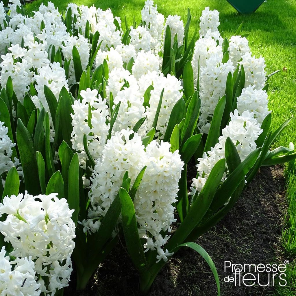 Jacinthe Aiolos blanche préparée pour le forçage