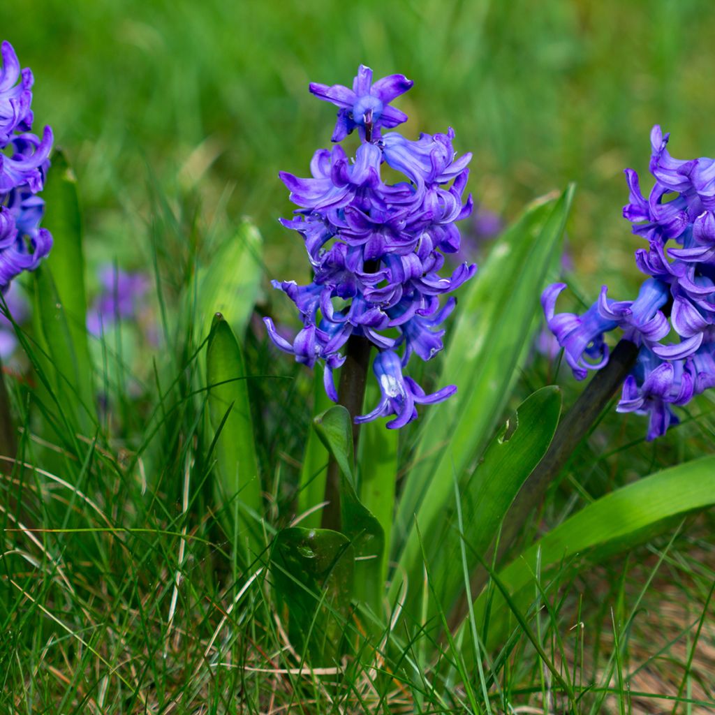 Jacinthe Blue Pearl préparée pour le forçage