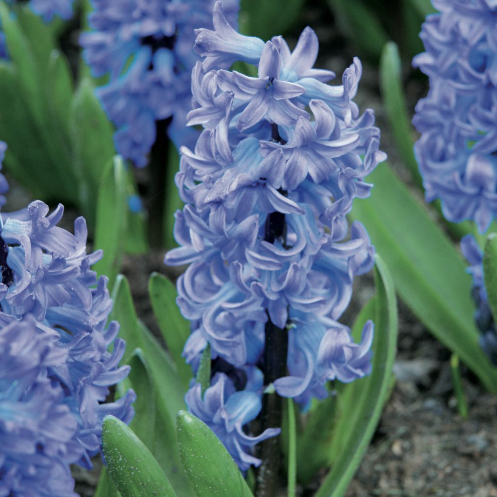 Jacinthe Delft Blue préparée pour le forçage - Hyacinthus (x) orientalis