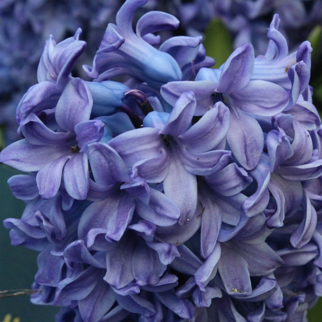 Jacinthe Delft Blue préparée pour le forçage - Hyacinthus (x) orientalis