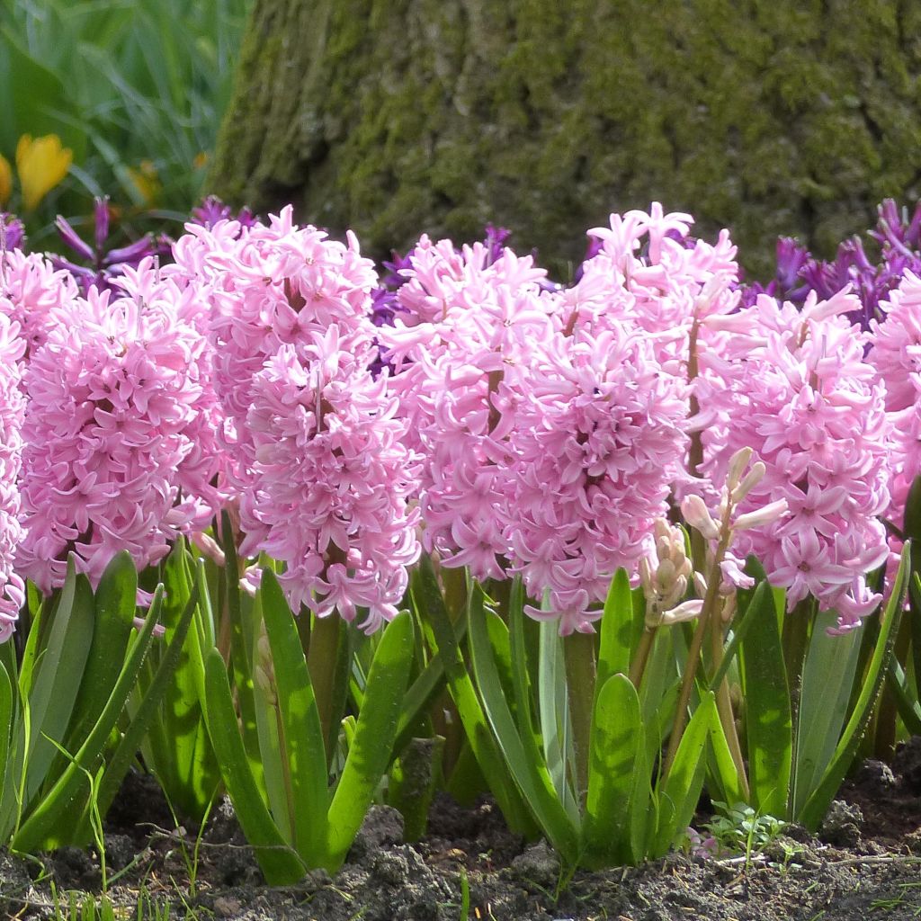 Jacinthe Fondant préparée pour le forçage - Hyacinthus (x) orientalis