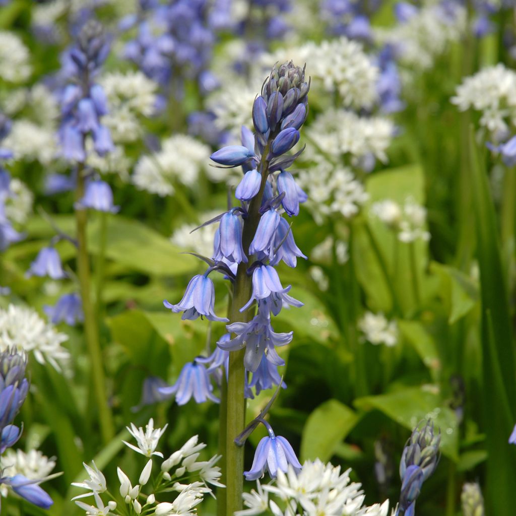 Jacinthe d'Espagne - Hyacinthoides hispanica