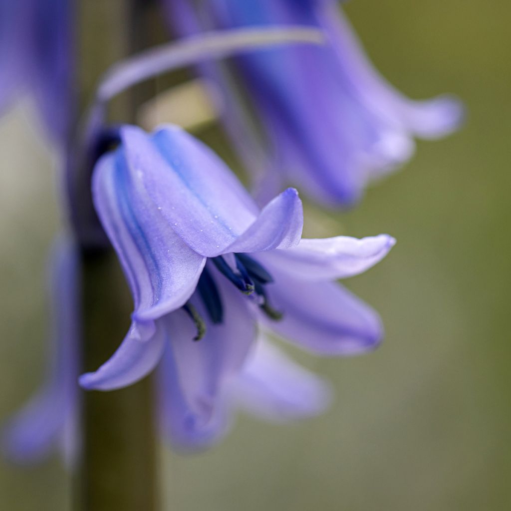 Jacinthe d'Espagne - Hyacinthoides hispanica