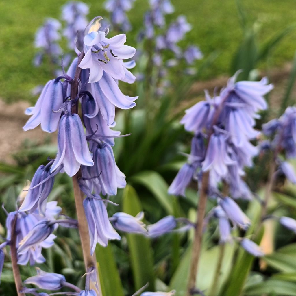 Jacinthe d'Espagne - Hyacinthoides hispanica