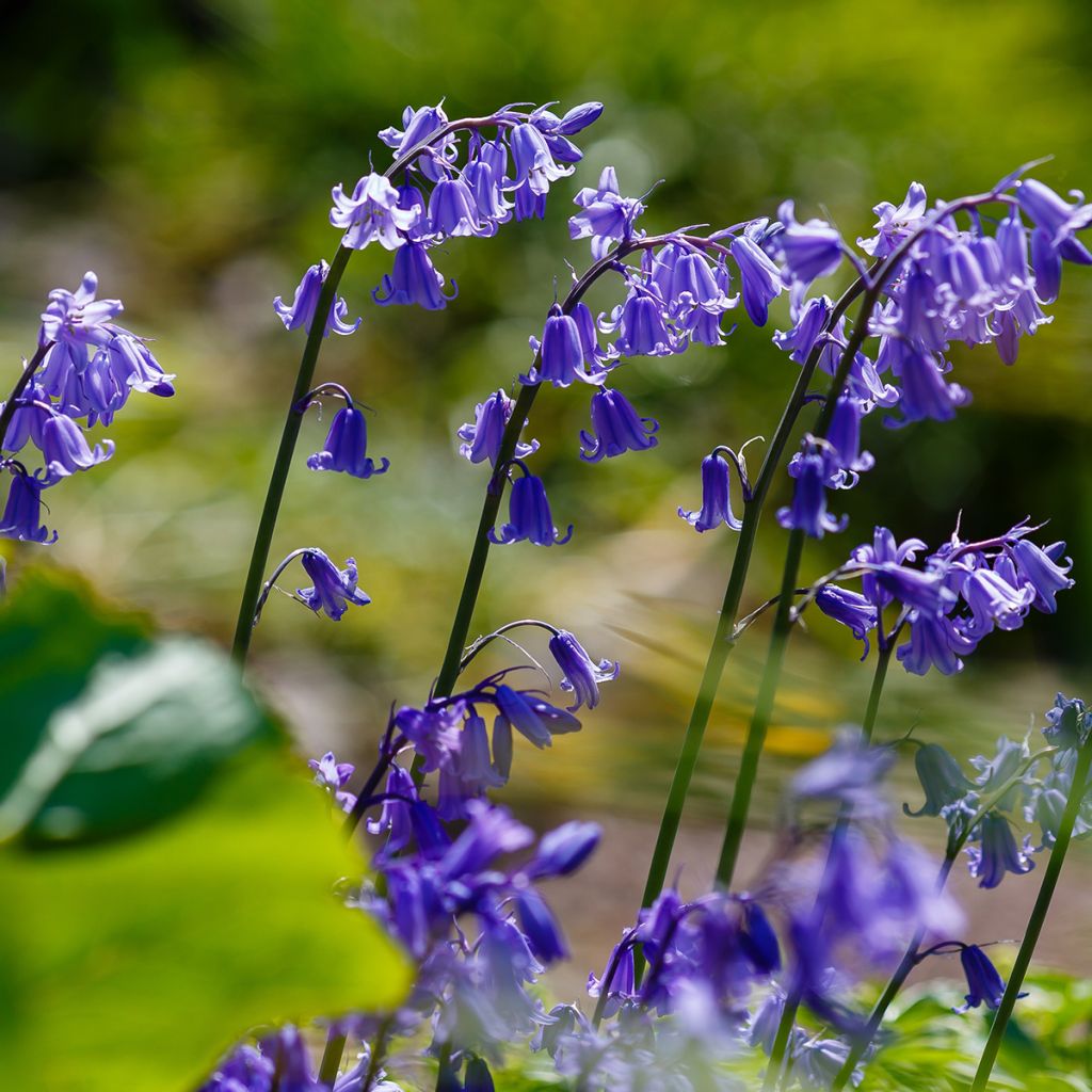 Jacinthe d'Espagne - Hyacinthoides hispanica