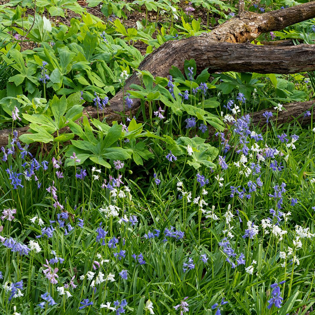 Jacinthe d'Espagne - Hyacinthoides hispanica