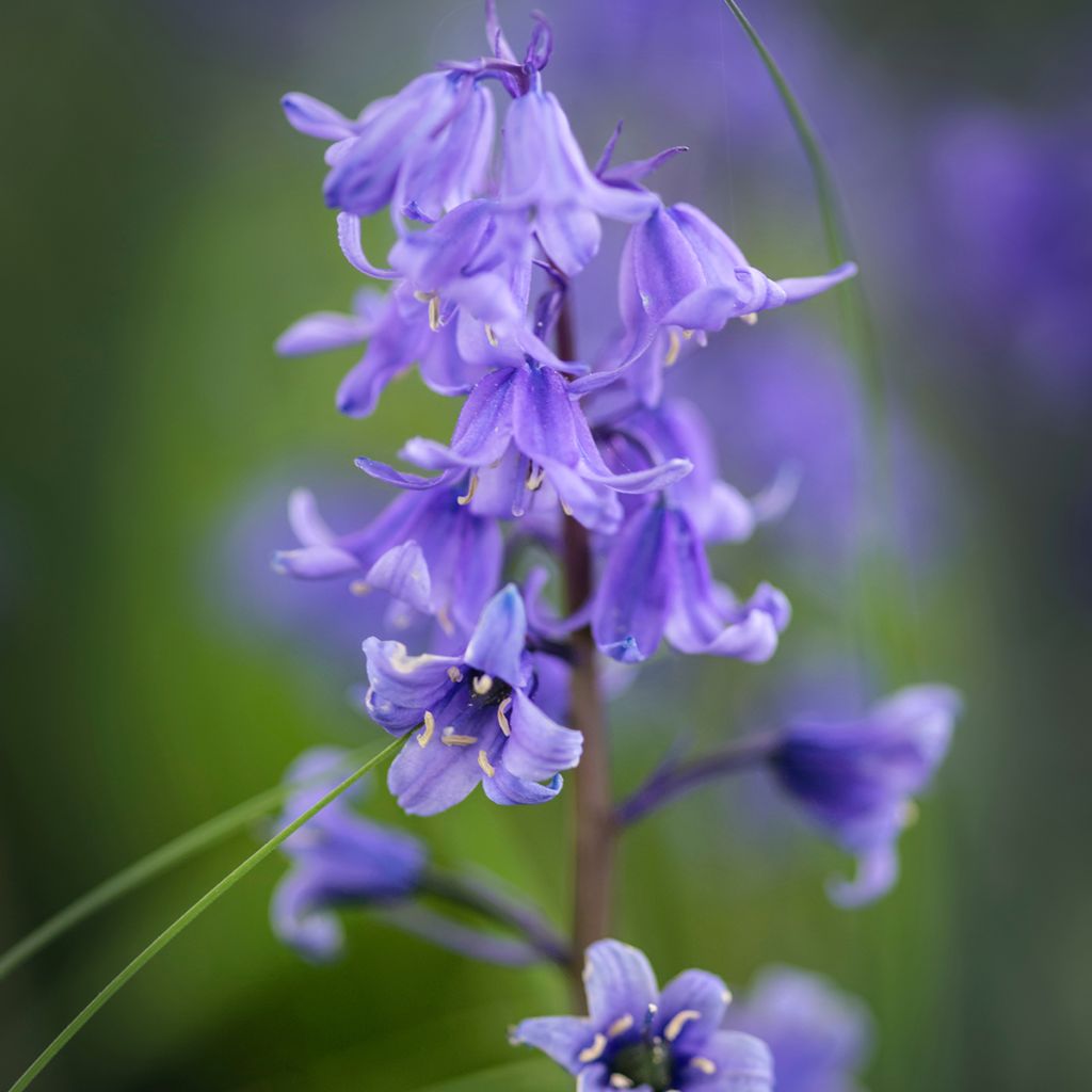 Jacinthe d'Espagne - Hyacinthoides hispanica