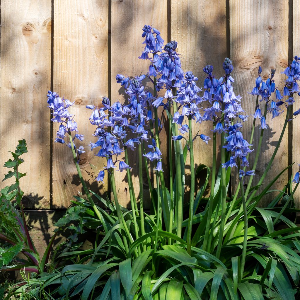 Jacinthe d'Espagne - Hyacinthoides hispanica