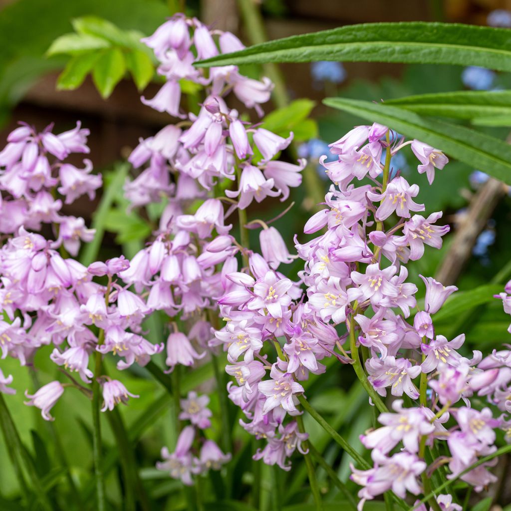 Jacinthe d'Espagne Rose Queen - Hyacinthoides hispanica