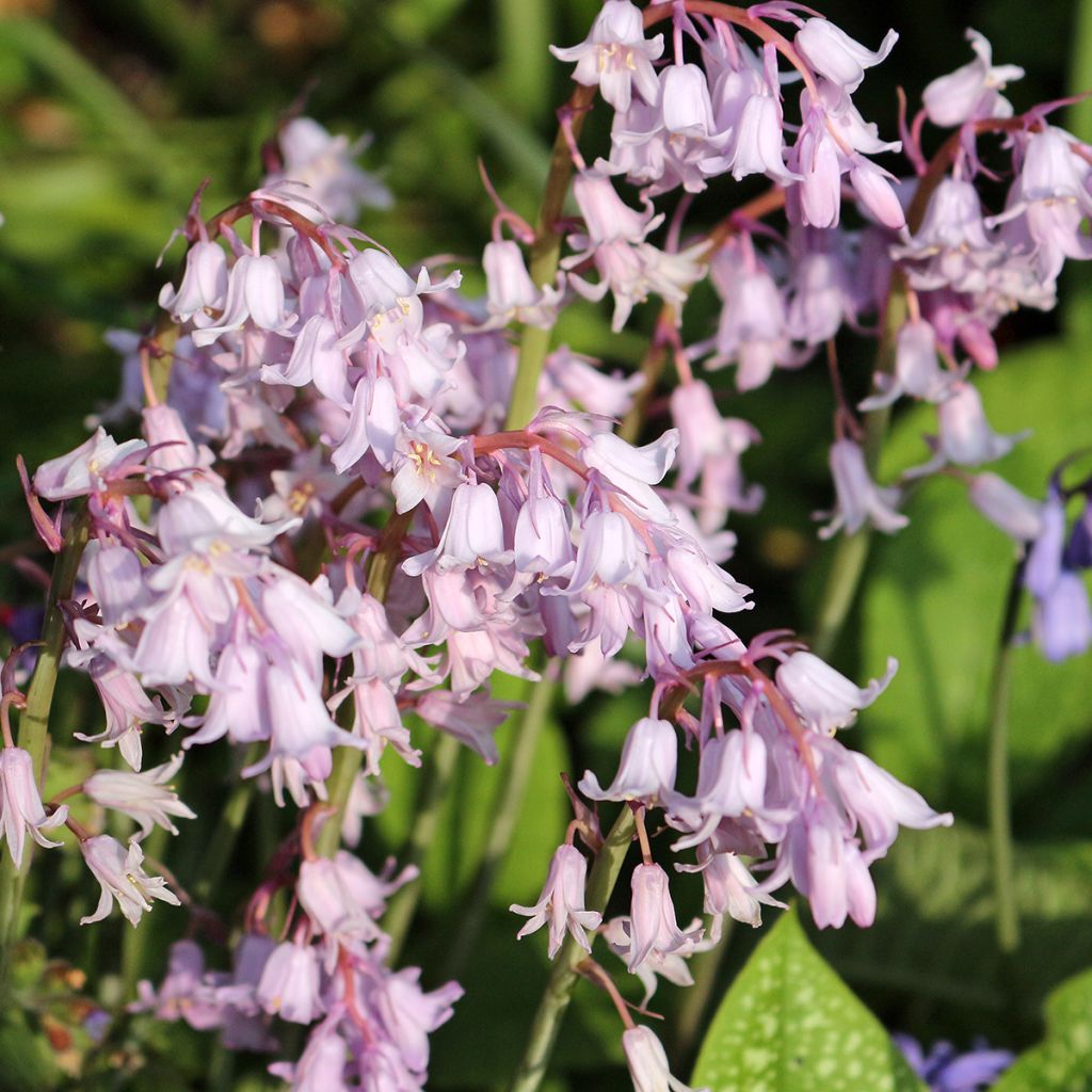 Jacinthe d'Espagne Rose Queen - Hyacinthoides hispanica