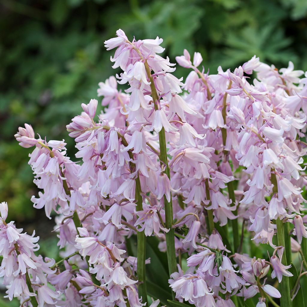 Jacinthe d'Espagne Rose Queen - Hyacinthoides hispanica