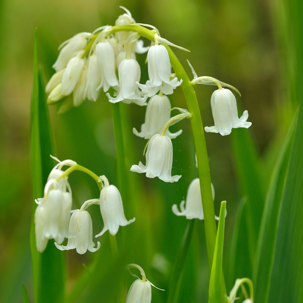 Jacinthe d'Espagne blanche - Hyacinthoides hispanica Alba 