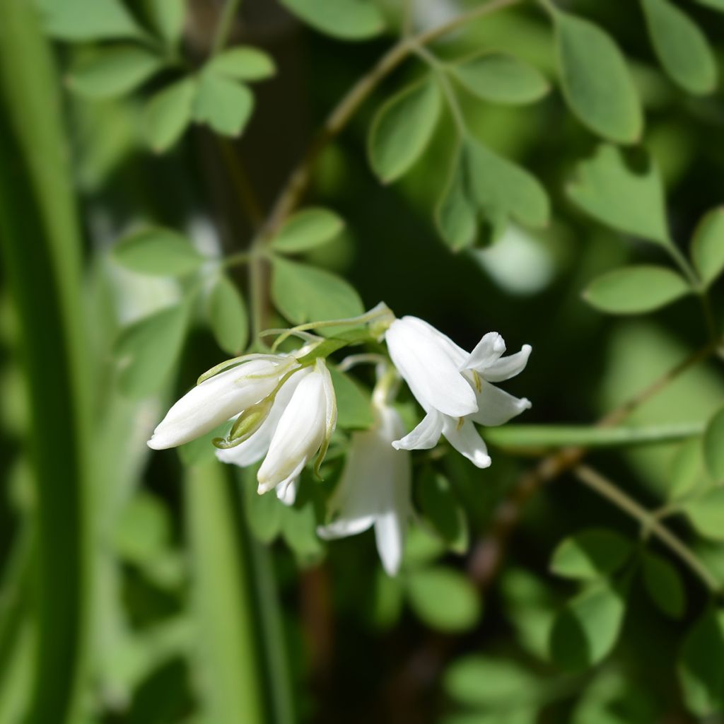 Jacinthe d'Espagne blanche - Hyacinthoides hispanica Alba 