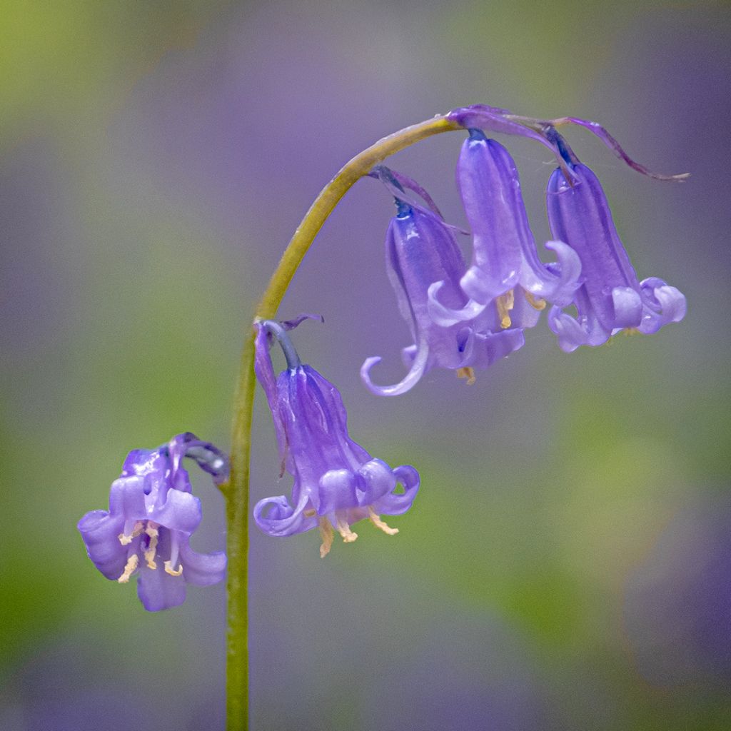 Jacinthe des Bois - Scille Nutans