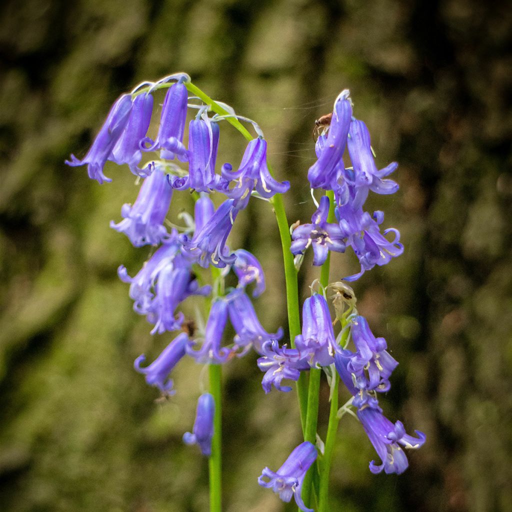 Jacinthe des Bois - Scille Nutans