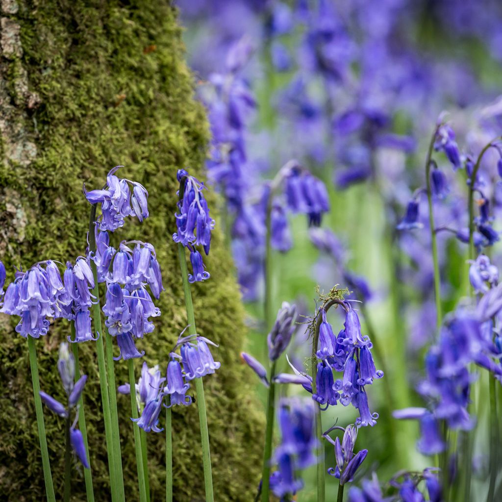 Jacinthe des Bois - Scille Nutans