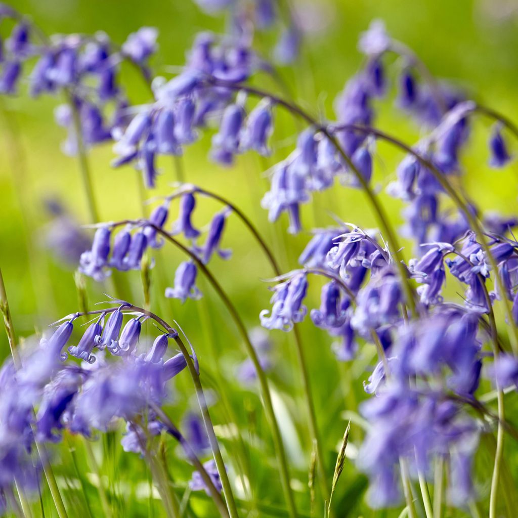 Jacinthe des Bois - Scille Nutans