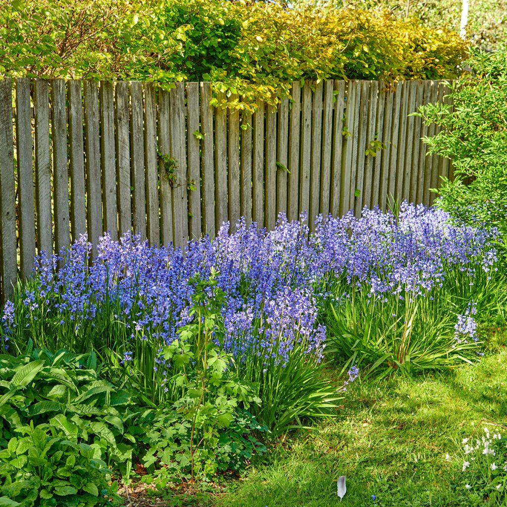 Jacinthe des Bois - Scille Nutans