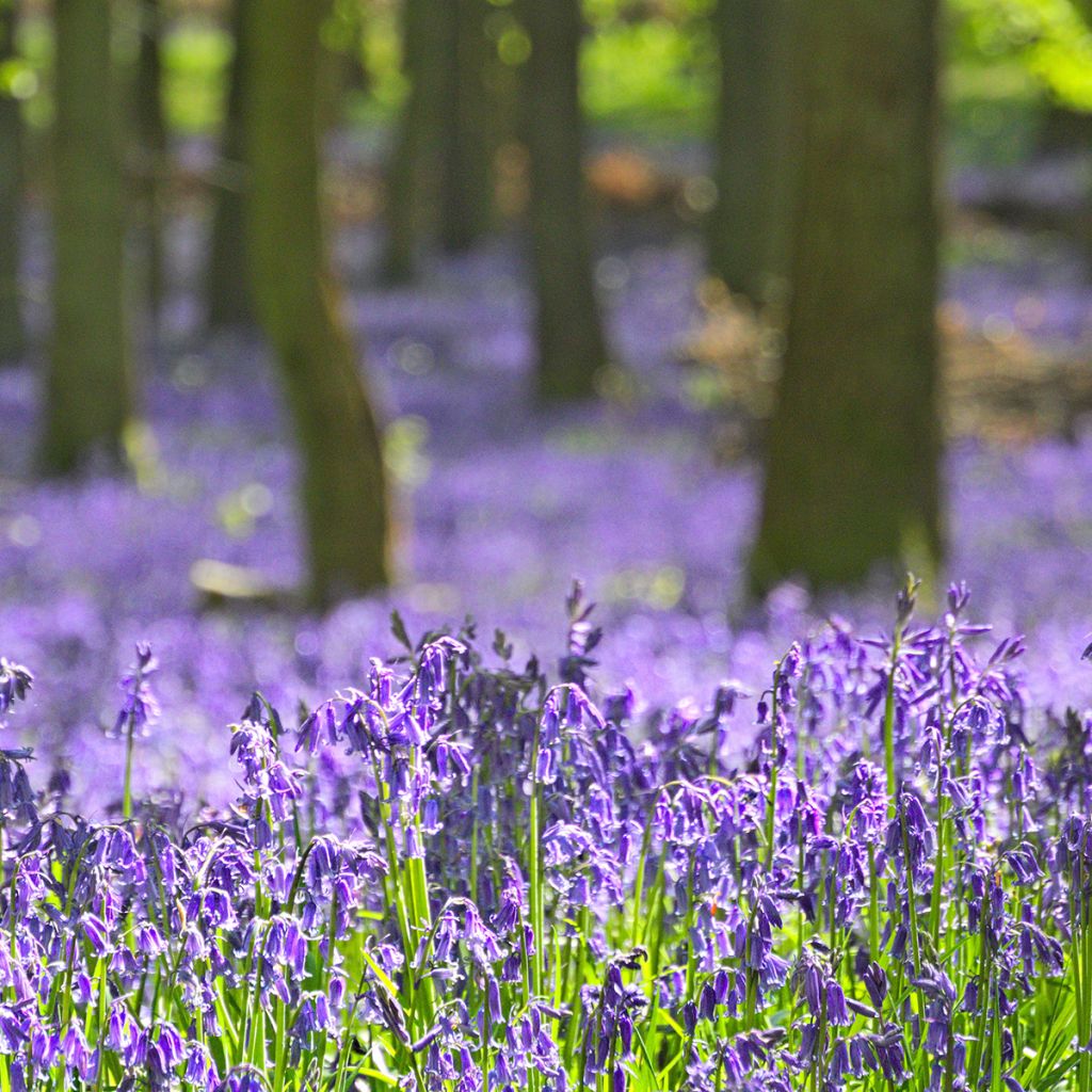 Jacinthe des Bois - Scille Nutans