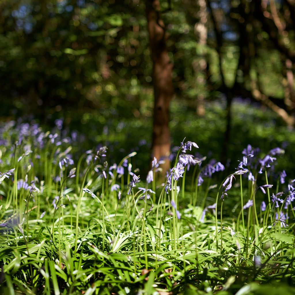 Jacinthe des Bois - Scille Nutans