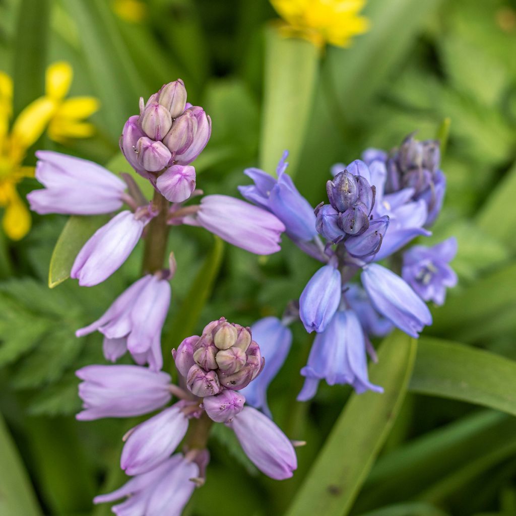 Jacinthes d'Espagne en mélange - Hyacinthoides hispanica 