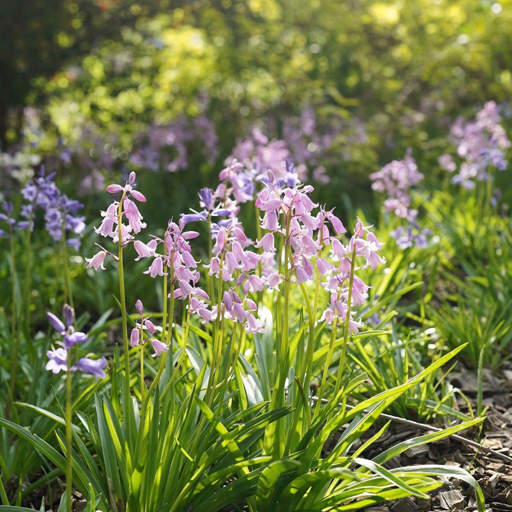 Jacinthes d'Espagne en mélange - Hyacinthoides hispanica 