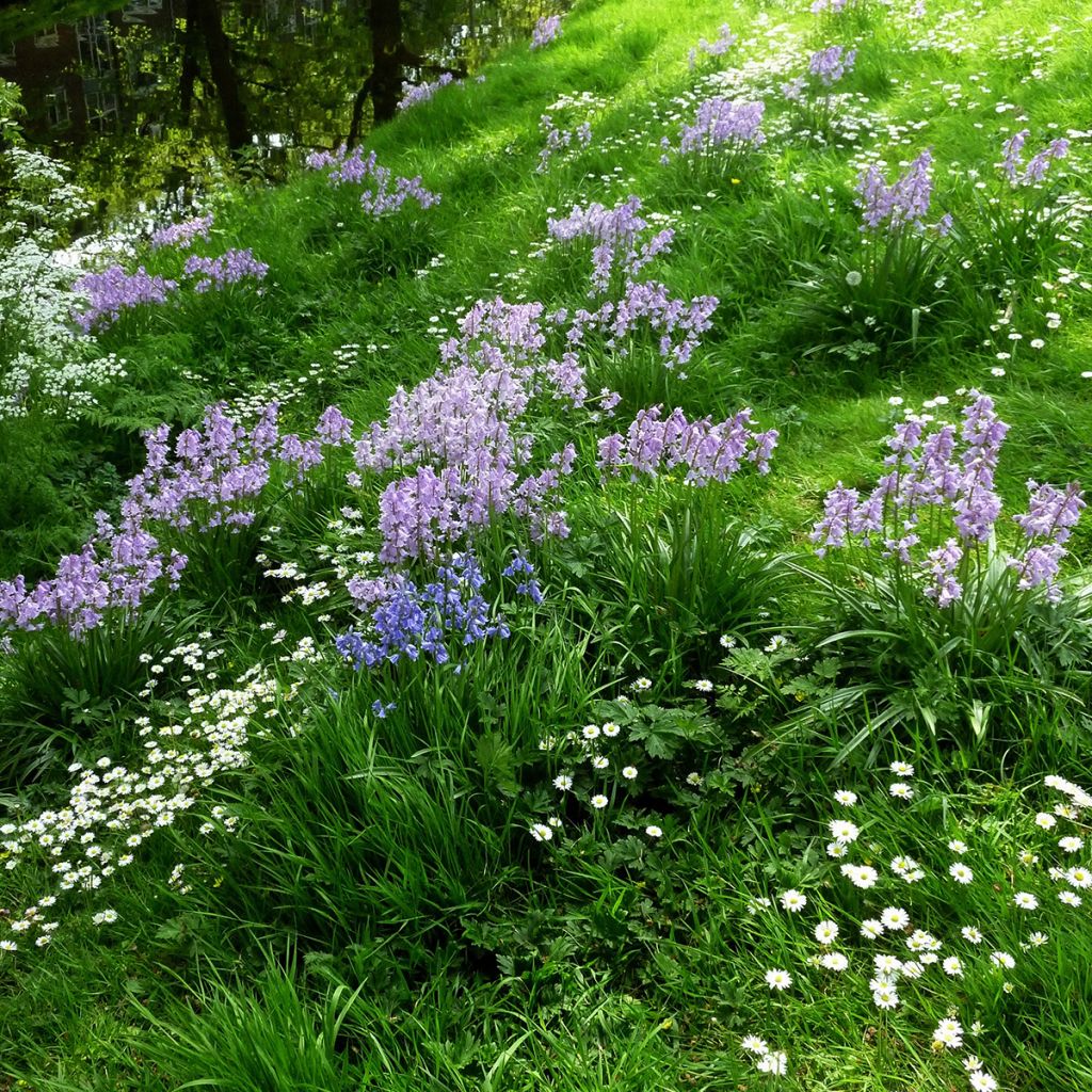 Jacinthes d'Espagne en mélange - Hyacinthoides hispanica 