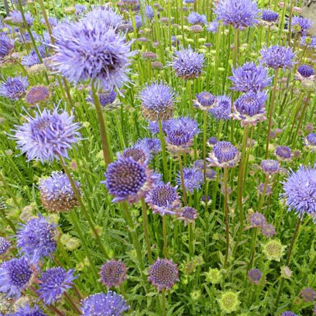 Jasione laevis Blaulicht - Jasione lisse