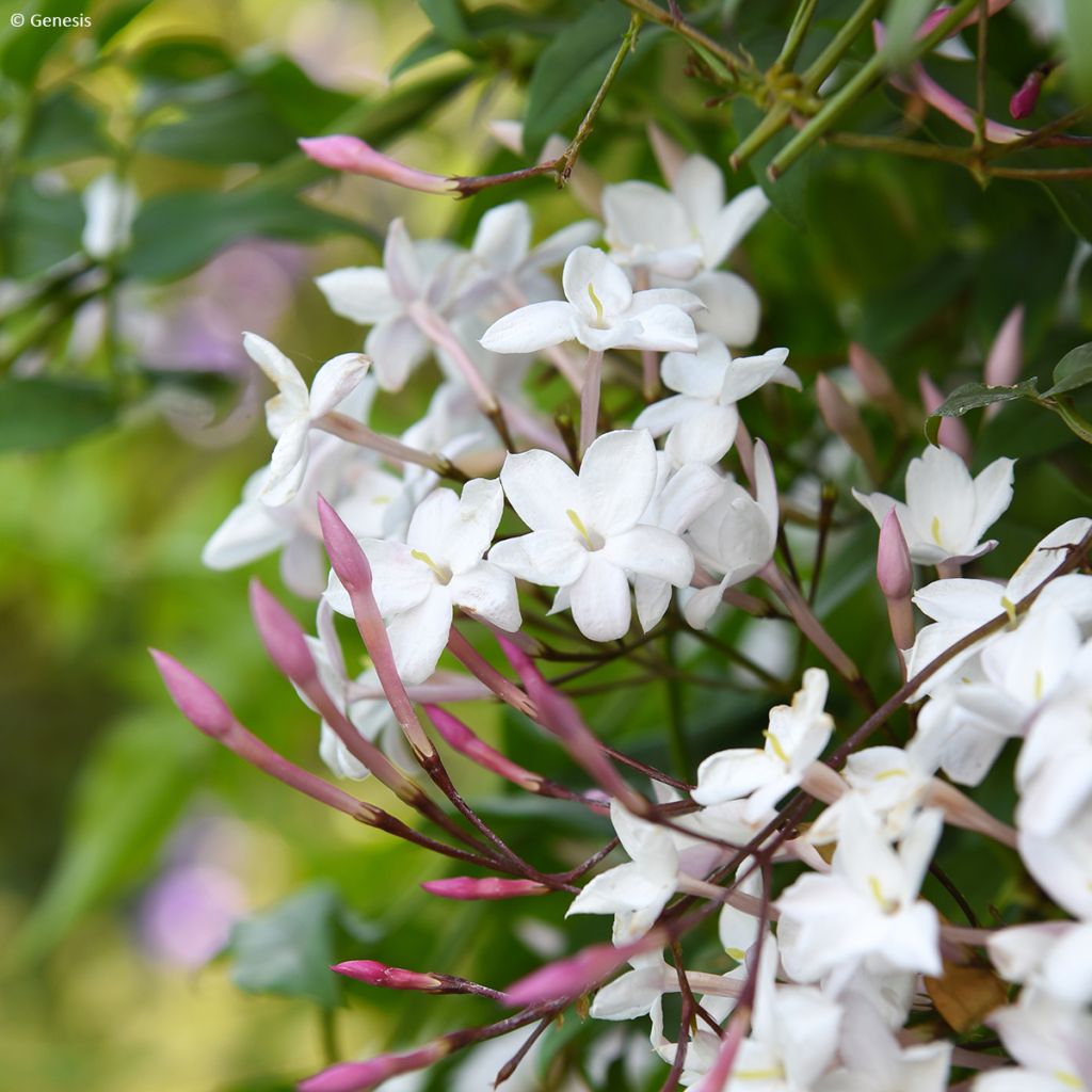 Jasminum Starry Night - Jasmin hybride 