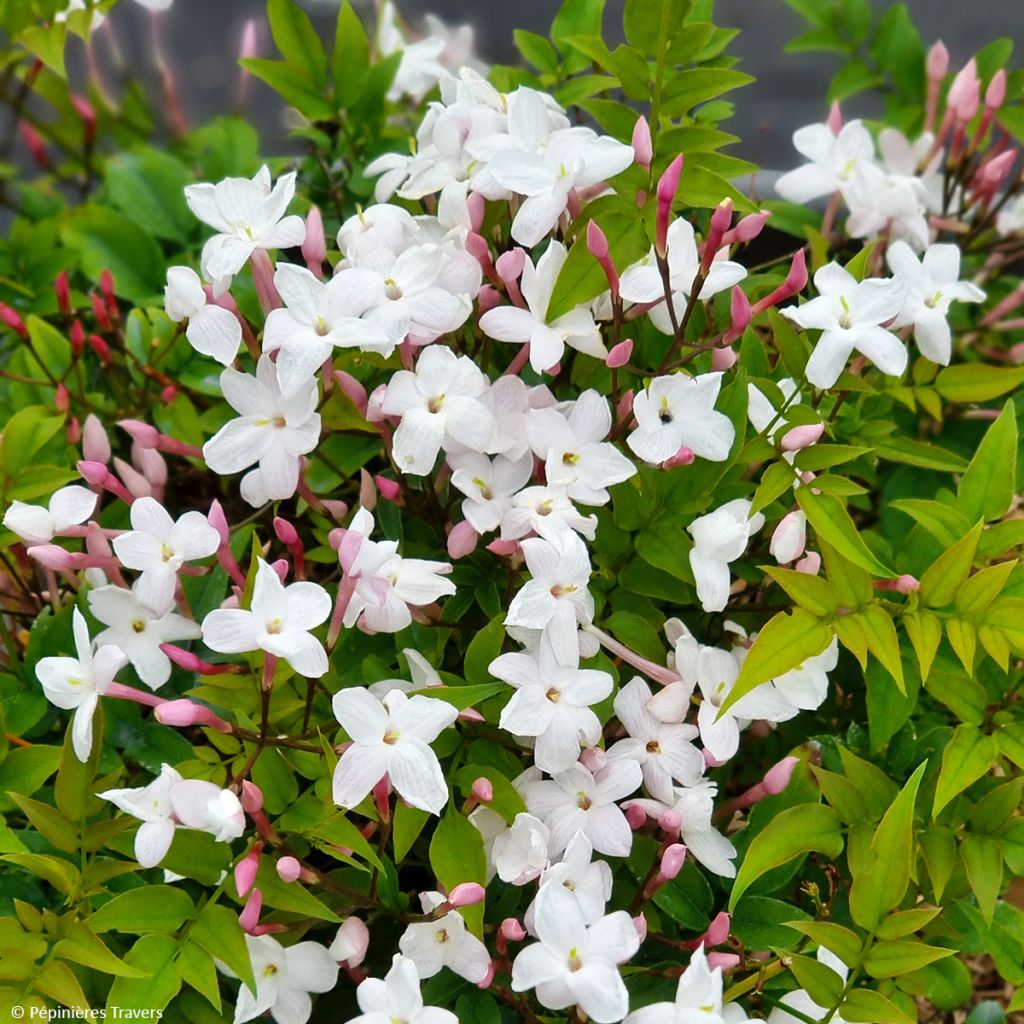 Jasminum Starry Night - Jasmin hybride 