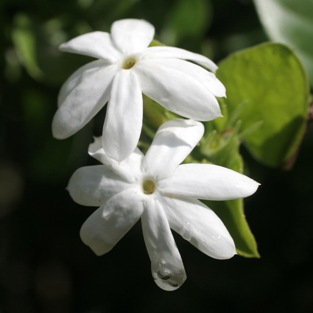 Jasminum officinale Affinis ou Affine - Jasmin officinal aux grandes fleurs  blanches à revers rose