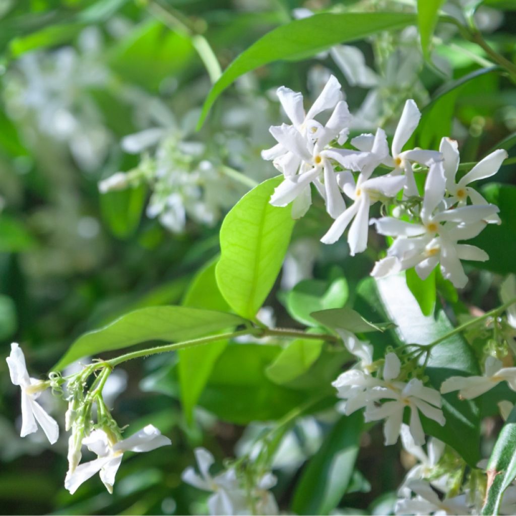 Jasmin étoilé - Trachelospermum jasminoides